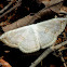 Geometrid Moth