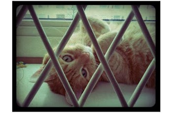 ���� ������ FX