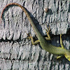 Green Tree Skink