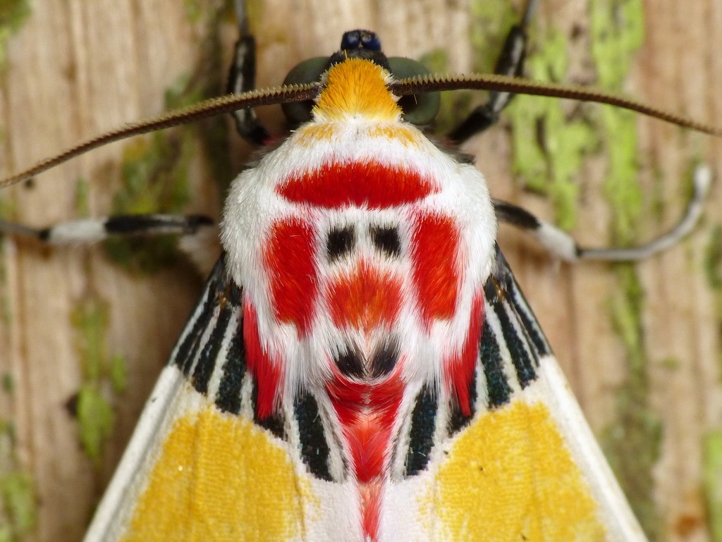Tiger moth with clown face