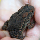 East American Toad