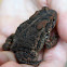 East American Toad