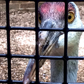 Let me out - NOW~ Brygida by Bridget Wegrzyn - Animals Birds