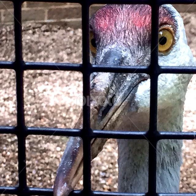 Let me out - NOW~ Brygida by Bridget Wegrzyn - Animals Birds