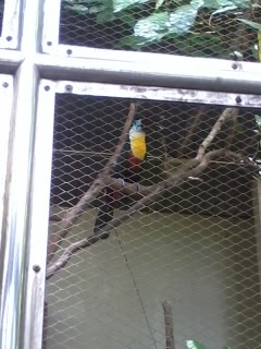 Toucan