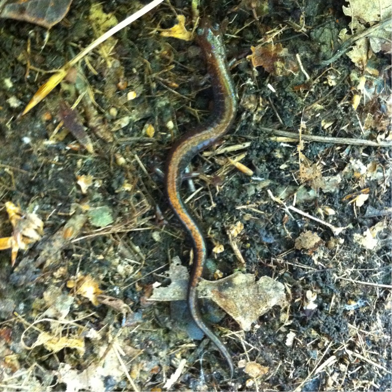 Red-backed Salamander