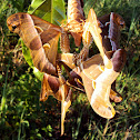 Ailanthus silkmoth