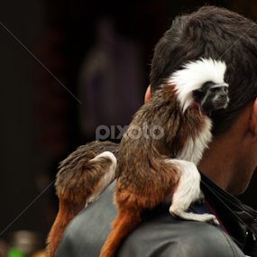 A day out by Madalin Stoean - Animals Other Mammals