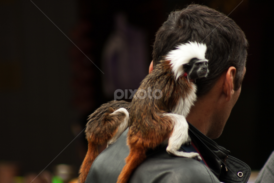 A day out by Madalin Stoean - Animals Other Mammals