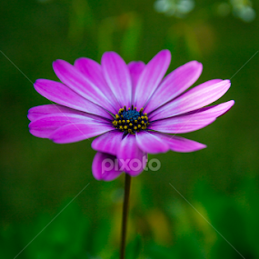 by Barak Johnson - Flowers Single Flower