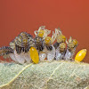 Ladybird Larvae and Eggs
