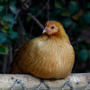 Gallo Común / Domestic Chicken