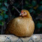 Gallo Común / Domestic Chicken