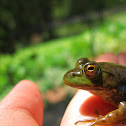 American Bullfrog