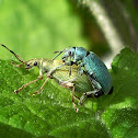 Nettle Weevil, mating