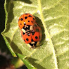 Harlequin Ladybirds