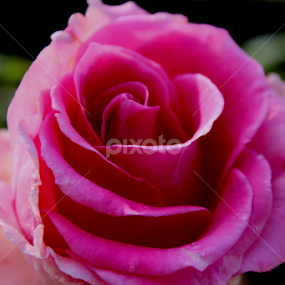 Pink Rose.... by Rittik Das - Novices Only Flowers & Plants