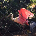 Roseate Spoonbill