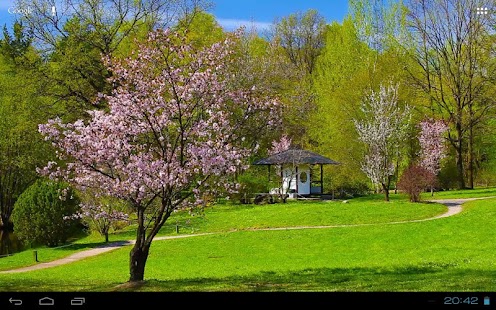 Pink Delicate Zen Sakura Scene - náhled