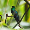 Violet-crowned Woodnymph