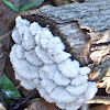 Split gill fungus