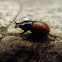Common Dung Beetle