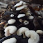 fungi on dead wood