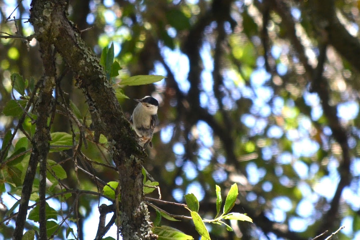 White-Breasted Nuthatch