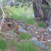 Yellow bellied marmot