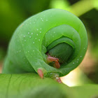 Hawk-Moth caterpillar