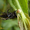 Crab spider and unknown fly