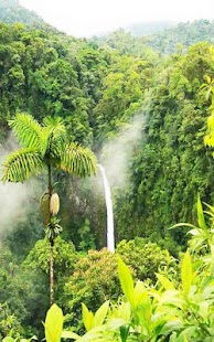 How to get Forest Live Wallpaper 1.0 mod apk for pc