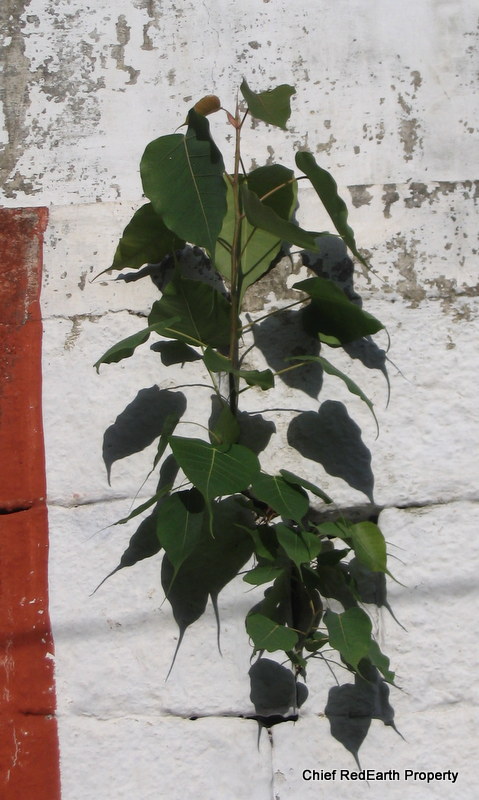 Sacred Fig / Bo-Tree /  Peepal /  അരയാല്‍ Arayal