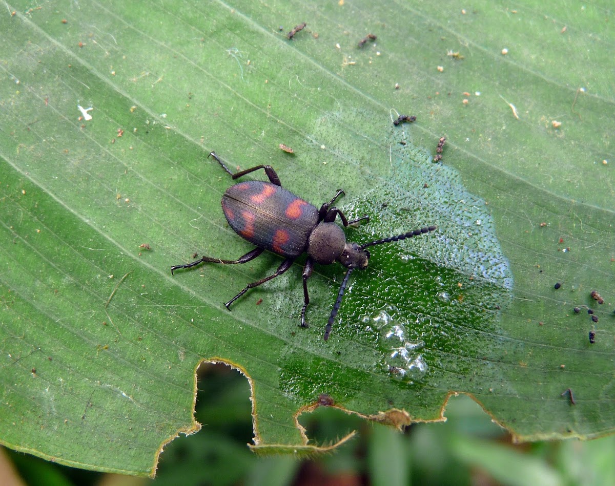 Beetle - Escarabajo