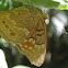 Tawny Emperor Butterfly