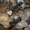 Jack Jumper Ants