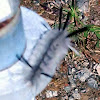 Banded Tussock Moth Caterpillar