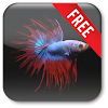 Betta Fish Live Wallpaper Free