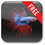 Cover Image of Unduh Betta Fish Live Wallpaper Free 5.0.0 APK