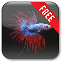 Betta Fish Live Wallpaper Free mobile app icon