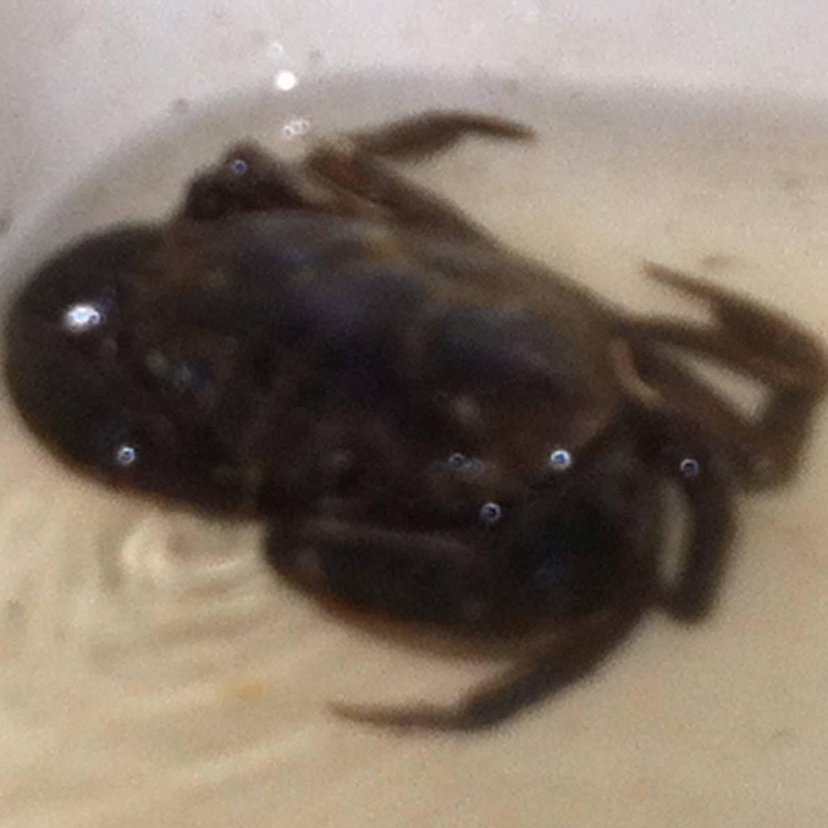 Atlantic Mud Crab