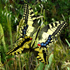 Macaón, Yellow Swallowtail