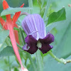 Leather Flower, Bluebill, Purple Clematis, Purple Leather Flower