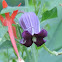 Leather Flower, Bluebill, Purple Clematis, Purple Leather Flower