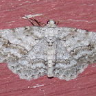 Small Engrailed