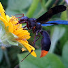 Fire-tailed wasp
