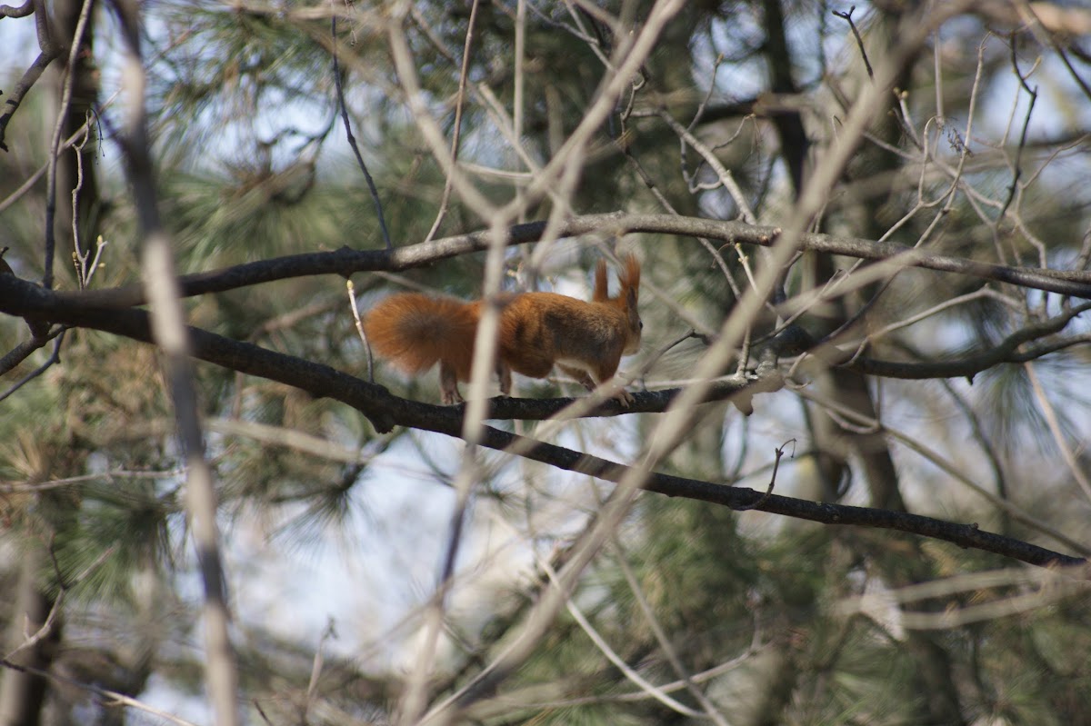 Eurasian Red Squirrel