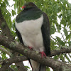 Kereru (New Zealand Pigeon)