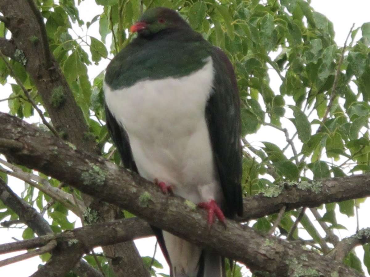 Kereru (New Zealand Pigeon)