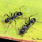 Ectatommine Ant